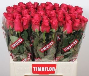 ROSE TACAZZI KENIA 50